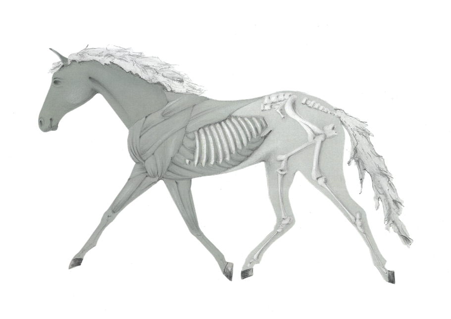 equus caballus